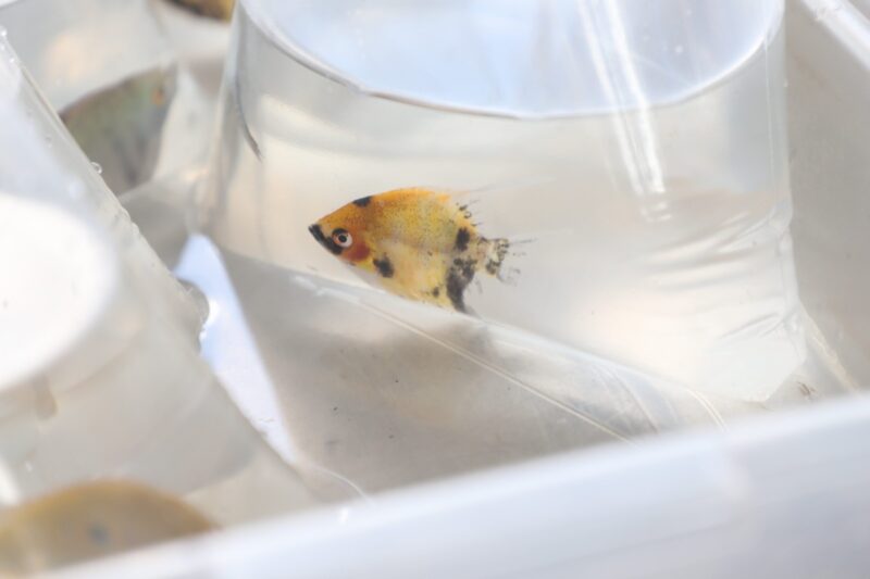 EM SANTO ANDRÉ, MERCADO DE PEIXES ORNAMENTAIS DA CRAISA ATRAI LOJISTAS E CRIADORES TODA QUARTA-FEIRA