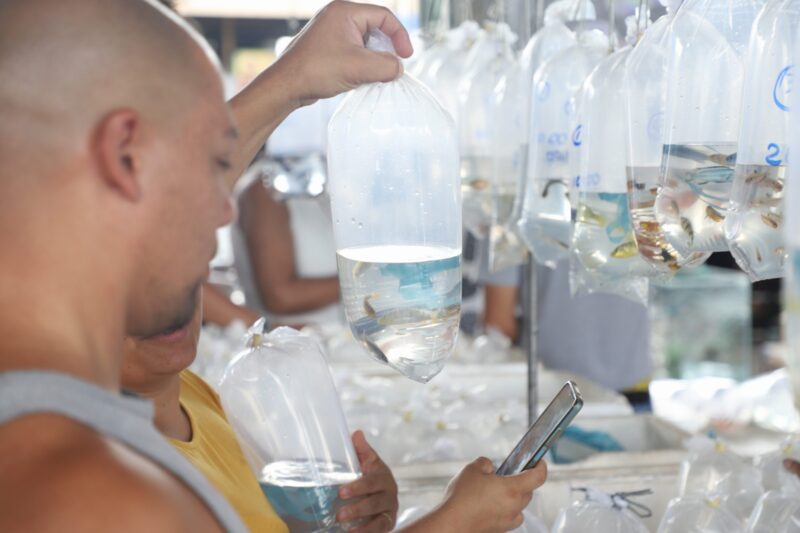 EM SANTO ANDRÉ, MERCADO DE PEIXES ORNAMENTAIS DA CRAISA ATRAI LOJISTAS E CRIADORES TODA QUARTA-FEIRA