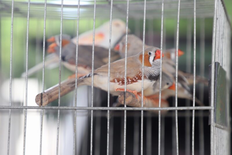 EM SANTO ANDRÉ, MERCADO DE PEIXES ORNAMENTAIS DA CRAISA ATRAI LOJISTAS E CRIADORES TODA QUARTA-FEIRA