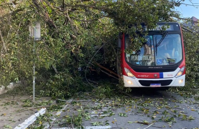 ÁRVORE CAI E DERRUBA POSTE SOBRE ÔNIBUS E CARRO NA AVENIDA ALDA, EM DIADEMA