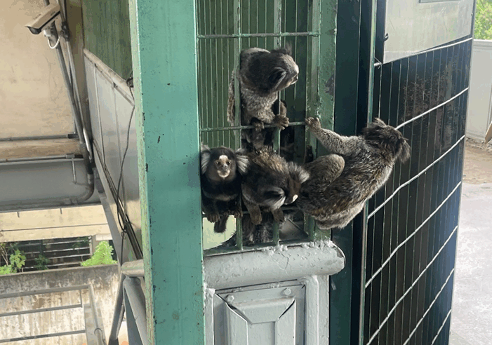 EM TRÊS ANOS, QUASE 150 ANIMAIS SÃO RESGATADOS NAS LINHAS 8-DIAMANTE E 9-ESMERALDA DE TRENS