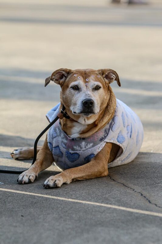 CORRIDA INCLUSIVA REÚNE 2 MIL PESSOAS NA MANHÃ DESTE DOMINGO NO SÃO BERNARDO PLAZA