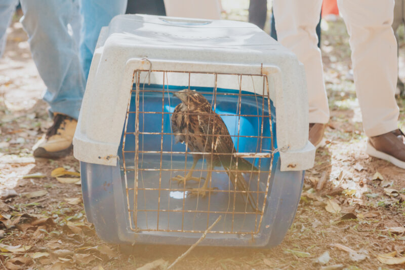 AÇÃO DO JUNHO VERDE NO PARQUE ESTORIL PROMOVE SOLTURA DE TRÊS AVES SILVESTRES