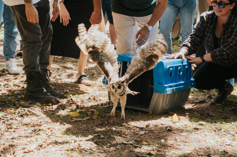 AÇÃO DO JUNHO VERDE NO PARQUE ESTORIL PROMOVE SOLTURA DE TRÊS AVES SILVESTRES