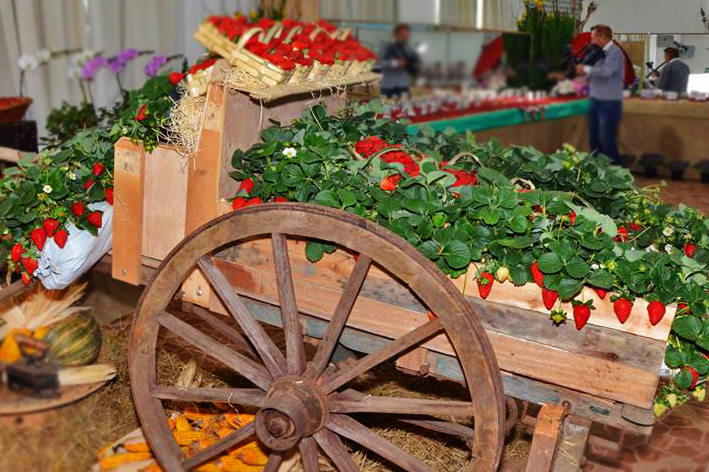 FESTA DO MORANGO DE ATIBAIA E JARINU CHEGA À 41ª EDIÇÃO COM PROGRAMAÇÃO AOS FINAIS DE SEMANA A PARTIR DE 28 DE JUNHO