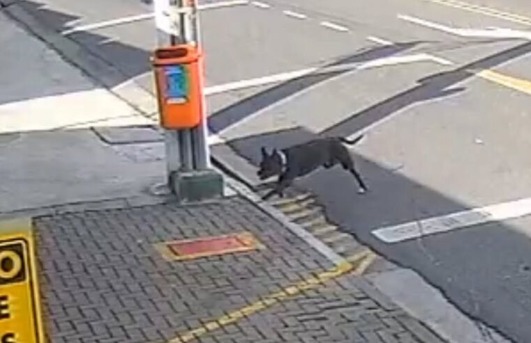 SHIH TZU É ATACADO POR CÃO COM TRAÇOS DE PITBULL NA DOM JAIME: DONA PROCURA RESPONSÁVEL PELO ANIMAL