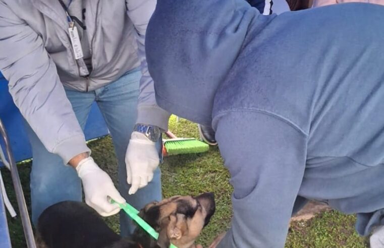 SANTO ANDRÉ PROMOVE VACINAÇÃO ANTIRRÁBICA E ENCOLHIMENTO CONTRA FEBRE MACULOSA EM PARANAPIACABA