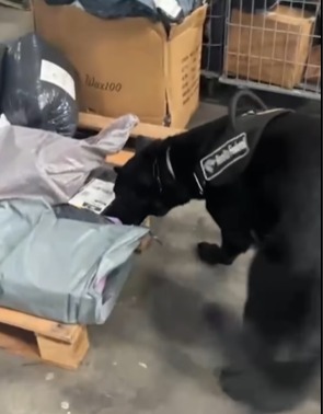 EQUIPE DE CÃES FAREJADORES DA RECEITA FEDERAL LOCALIZA DROGAS EM ENCOMENDAS NO RJ