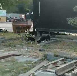 CACHORROS ABANDONADOS NO BAIRRO BATISTINI EM SÃO BERNARDO PRECISAM DE AJUDA