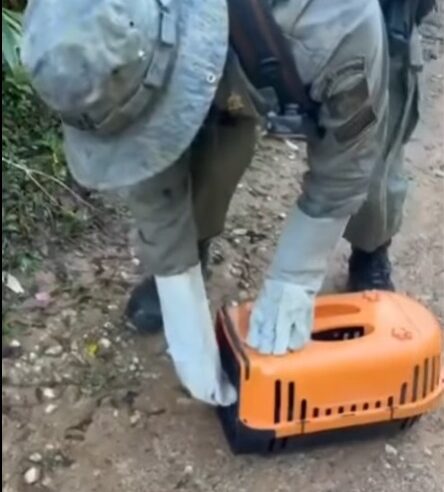 GCM AMBIENTAL DE SÃO BERNARDO RESGATA SARUÊ EM COMÉRCIO DO RIACHO GRANDE