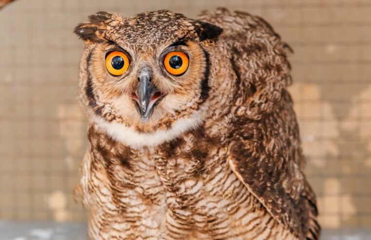 ZOO DE SÃO BERNARDO, NO PQ. ESTORIL, RECEBE E CUIDA DE 580 ANIMAIS SILVESTRES AO ANO