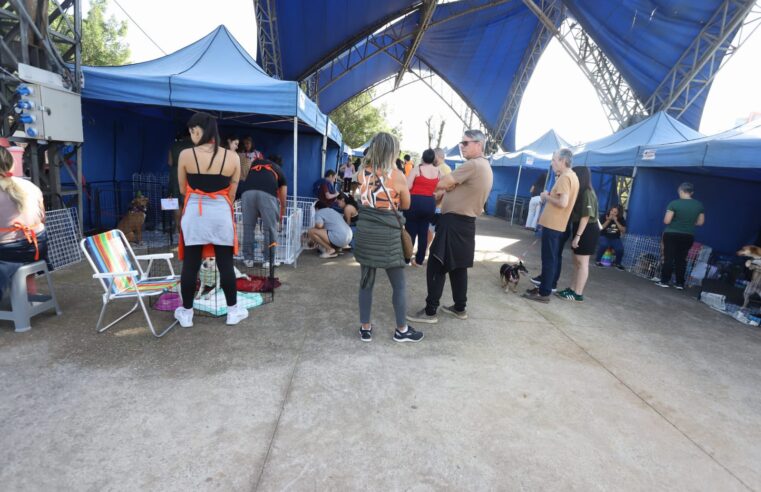 FEIRA DE ADOÇÃO “EU AMO, EU ADOTO” ACONTECE NESTE DOMINGO NO PARQUE CENTRAL