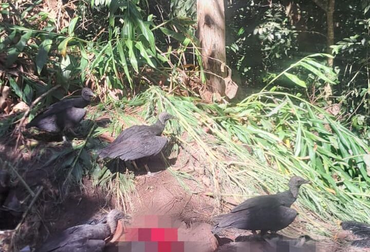 MORADORES DENUNCIAM DESCARTE CRUEL DE CÃES MORTOS EM SACOS DE LIXO NO RIACHO GRANDE