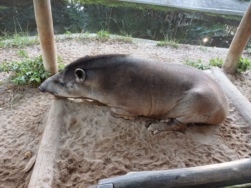 ZOO DE SÃO BERNARDO, NO PQ. ESTORIL, RECEBE E CUIDA DE 580 ANIMAIS SILVESTRES AO ANO