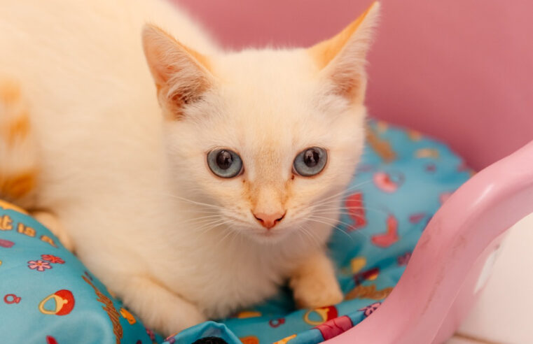 ZOONOSES DE SÃO BERNARDO REALIZA FEIRA DE ADOÇÃO DE PETS NESTE DOMINGO