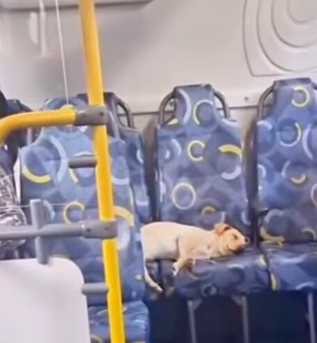 DOGUINHA QUE VIRALIZOU AO SER FLAGRADA EM ÔNIBUS É BATIZADA DE DIANA E, EM BREVE, ESTARÁ PRONTA PARA UM NOVO LAR