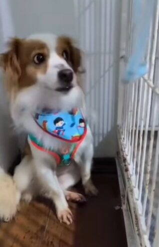 PET SHOP RECEBE CACHORRINHO PARA BANHO, MAS DONOS SOMEM EM SÃO BERNARDO