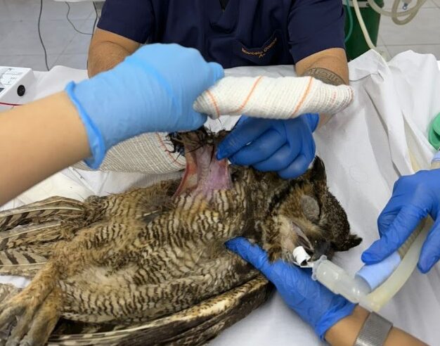ZOO DE SÃO BERNARDO RECEBE CORUJA RESGATADA