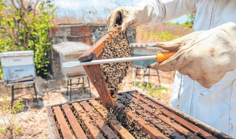 IMPORTADORES NORTE-AMERICANOS SUSPENDEM COMPRA DE METADE DO MEL EXPORTADO PELO CEARÁ