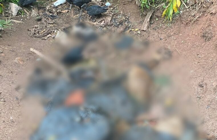 DESCARTE DE ANIMAIS MORTOS VOLTA A OCORRER NO MESMO LOCAL, NO RIACHO GRANDE
