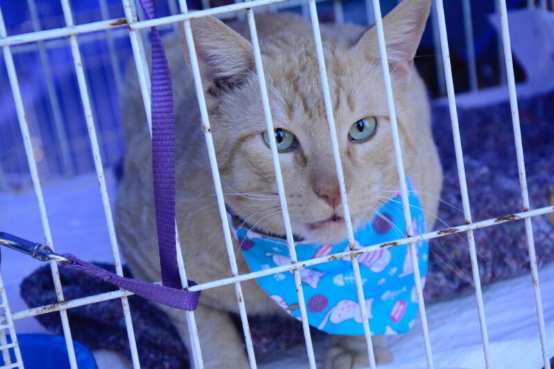 SANTO ANDRÉ PROMOVE FEIRA DE ADOÇÃO COM 117 ANIMAIS NO PARQUE CENTRAL NESTE DOMINGO