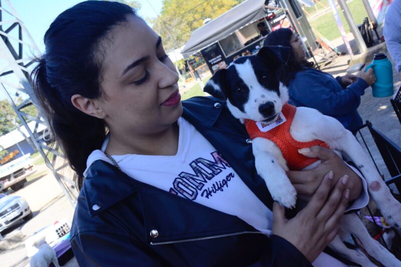 SANTO ANDRÉ PROMOVE FEIRA DE ADOÇÃO COM 117 ANIMAIS NO PARQUE CENTRAL NESTE DOMINGO
