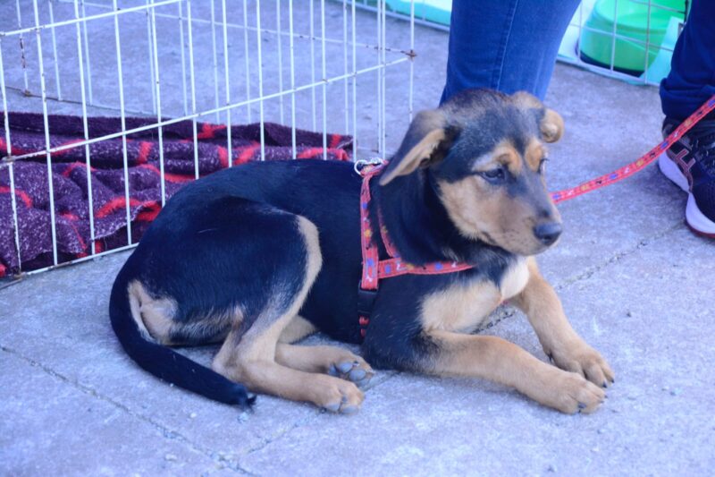 SANTO ANDRÉ PROMOVE FEIRA DE ADOÇÃO COM 117 ANIMAIS NO PARQUE CENTRAL NESTE DOMINGO