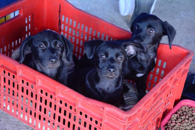 SANTO ANDRÉ PROMOVE FEIRA DE ADOÇÃO COM 117 ANIMAIS NO PARQUE CENTRAL NESTE DOMINGO