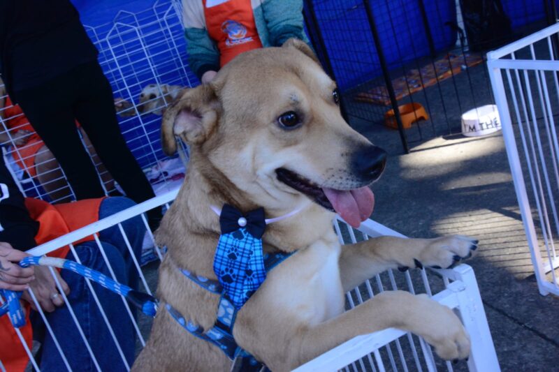 SANTO ANDRÉ PROMOVE FEIRA DE ADOÇÃO COM 117 ANIMAIS NO PARQUE CENTRAL NESTE DOMINGO