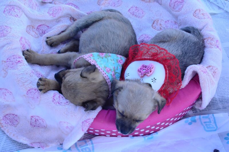 SANTO ANDRÉ PROMOVE FEIRA DE ADOÇÃO COM 117 ANIMAIS NO PARQUE CENTRAL NESTE DOMINGO