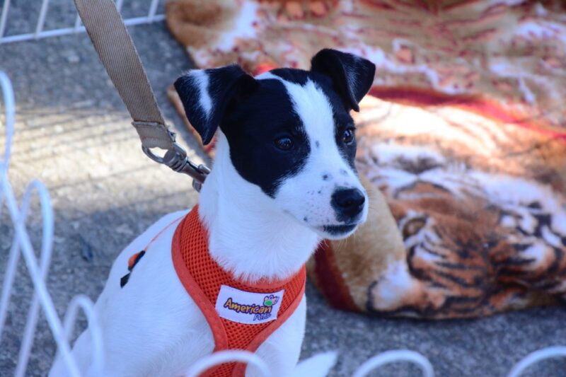 SANTO ANDRÉ PROMOVE FEIRA DE ADOÇÃO COM 117 ANIMAIS NO PARQUE CENTRAL NESTE DOMINGO
