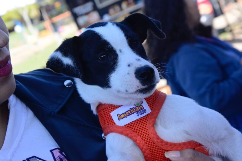 SANTO ANDRÉ PROMOVE FEIRA DE ADOÇÃO COM 117 ANIMAIS NO PARQUE CENTRAL NESTE DOMINGO