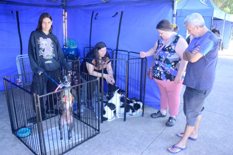 SANTO ANDRÉ PROMOVE FEIRA DE ADOÇÃO COM 117 ANIMAIS NO PARQUE CENTRAL NESTE DOMINGO