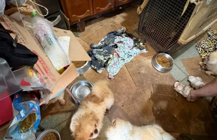 POLÍCIA RESGATA MAIS DE 100 ANIMAIS EM SITUAÇÃO DE MAUS-TRATOS EM MAIRIPORÃ