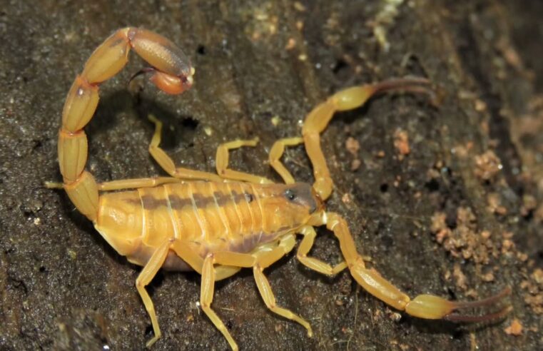 ZOONOSES DE SÃO BERNARDO FAZ ALERTA SOBRE AUMENTO DE ACIDENTES COM ESCORPIÕES