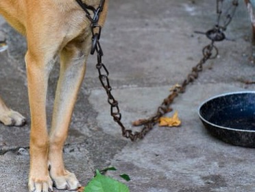AGORA É LEI: PROIBIDO MANTER CÃES E GATOS PRESOS EM CORRENTES CURTAS EM SP