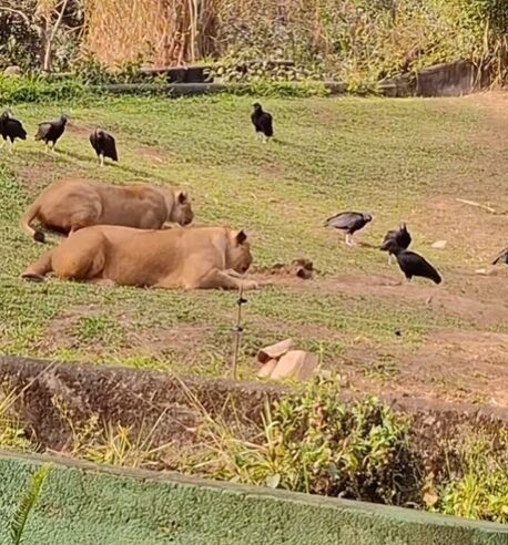 VÍDEO FEITO POR VISITANTE MOSTRA LEOA CAPTURANDO URUBU EM ZOOLÓGICO DE SP