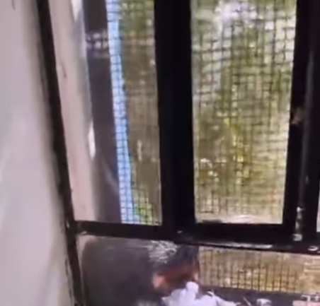 SARUÊ É RESGATADO NA ESCOLA ESTADUAL 16 DE JULHO, EM SANTO ANDRÉ