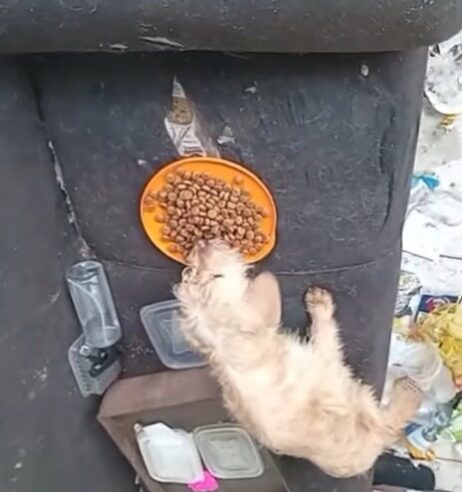 EX-INQUILINA ABANDONA CÃES EM CASA NO JARDIM SILVINA, RELATAM VIZINHOS