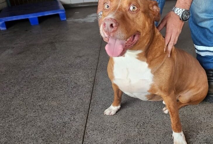 CCZ DE SÃO BERNARDO E OAB PROMOVEM FEIRA DE ADOÇÃO DE CÃES E GATOS ADULTOS NESTE SÁBADO