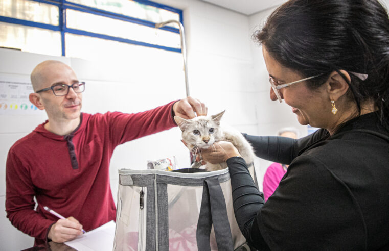 PREFEITURA DE SÃO CAETANO E USCS REALIZAM A CASTRAÇÃO DE 124 GATOS