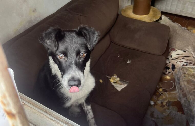 CÃO PRESO HÁ 30 DIAS EM CASA ABANDONADA NO BATISTINI É RESGATADO