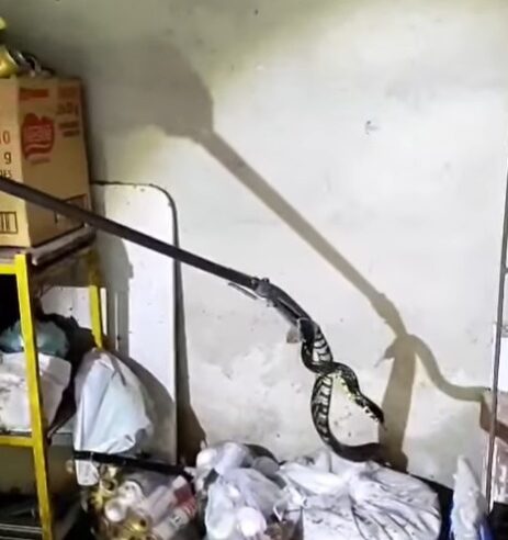 FAMÍLIA PEDE AJUDA E GCM AMBIENTAL REMOVE COBRA DE RESIDÊNCIA NO JARDIM DAS ORQUÍDEAS