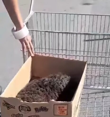 FUNCIONÁRIOS DO ASSAÍ PIRAPORINHA RESGATAM CACHORRO IDOSO EM SÃO BERNARDO