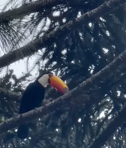 EM MEIO AO FRIO E CÉU NUBLADO, TUCANO CHAMA A ATENÇÃO EM SÃO BERNARDO