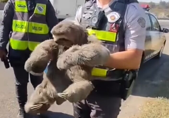 PM RODOVIÁRIA RESGATA BICHO-PREGUIÇA NO RODOANEL