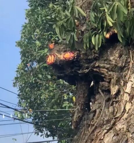 ÁRVORE QUE SANGRA? CENA INTRIGA MORADORA NO RUDGE RAMOS