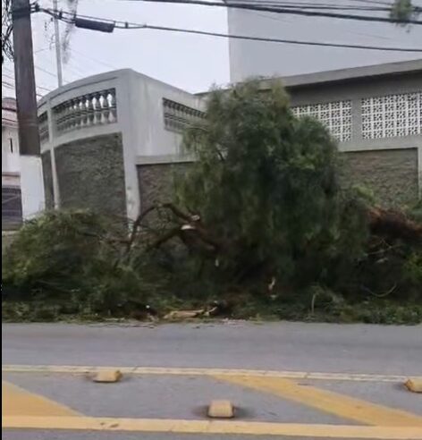 ÁRVORE CAI NO JORDANÓPOLIS E DEFESA CIVIL ATUA NO LOCAL