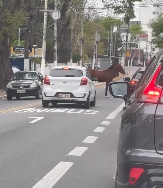 CAVALO É FLAGRADO SOLTO NA SENADOR VERGUEIRO