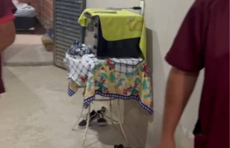 POLÍCIA PRENDE ESTUDANTE DE VETERINÁRIA SUSPEITO DE PARTICIPAR DE ESQUEMA DE VENDA DE SANGUE DE GATOS NO INTERIOR DE SP